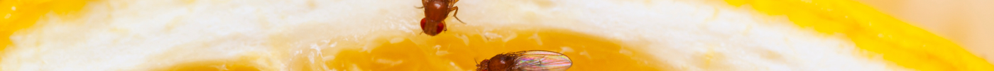 How to Get Rid of Fruit Flies Naturally: Easy Solutions That Really Work