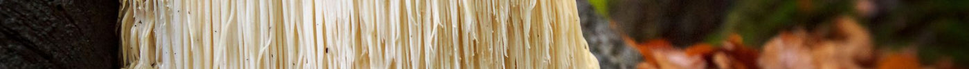 Lions Mane Extract