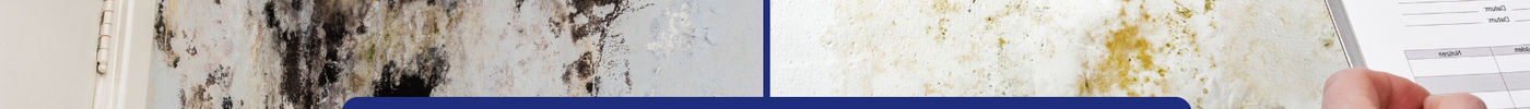 Mould or Mildew? How to Tell the Difference & What to Do