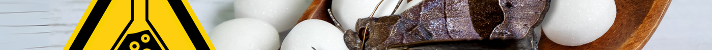 Still Using Mothballs? Here’s Why It’s Time to Stop