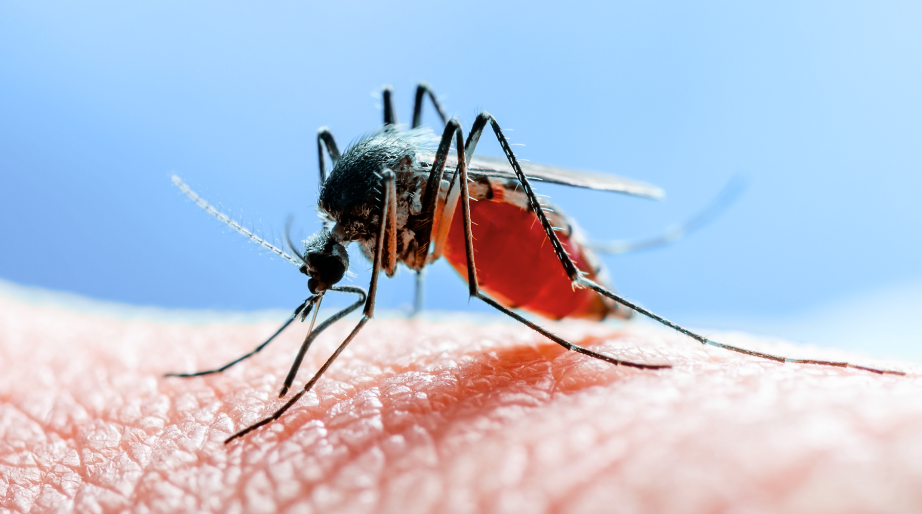 The Rise of Mosquitos and Midges in Melbourne: Guarding Against the Buruli Ulcer Virus