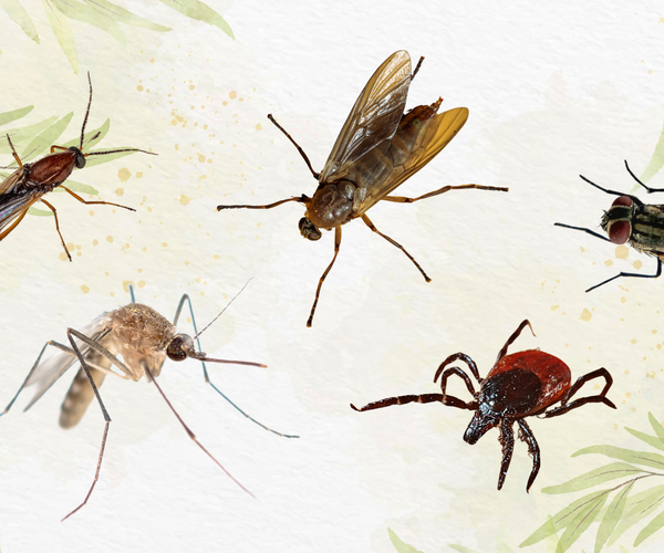 Assie Insects 5 Insects That Cause Itchy Bites: How to Identify & Avoid Them – Aussie ...