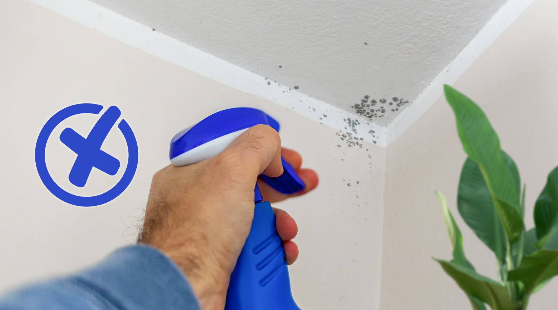 8 DIY Mould Removal Mistakes That Make the Problem Worse