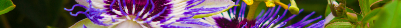 Exploring the Health Benefits of Passionflower