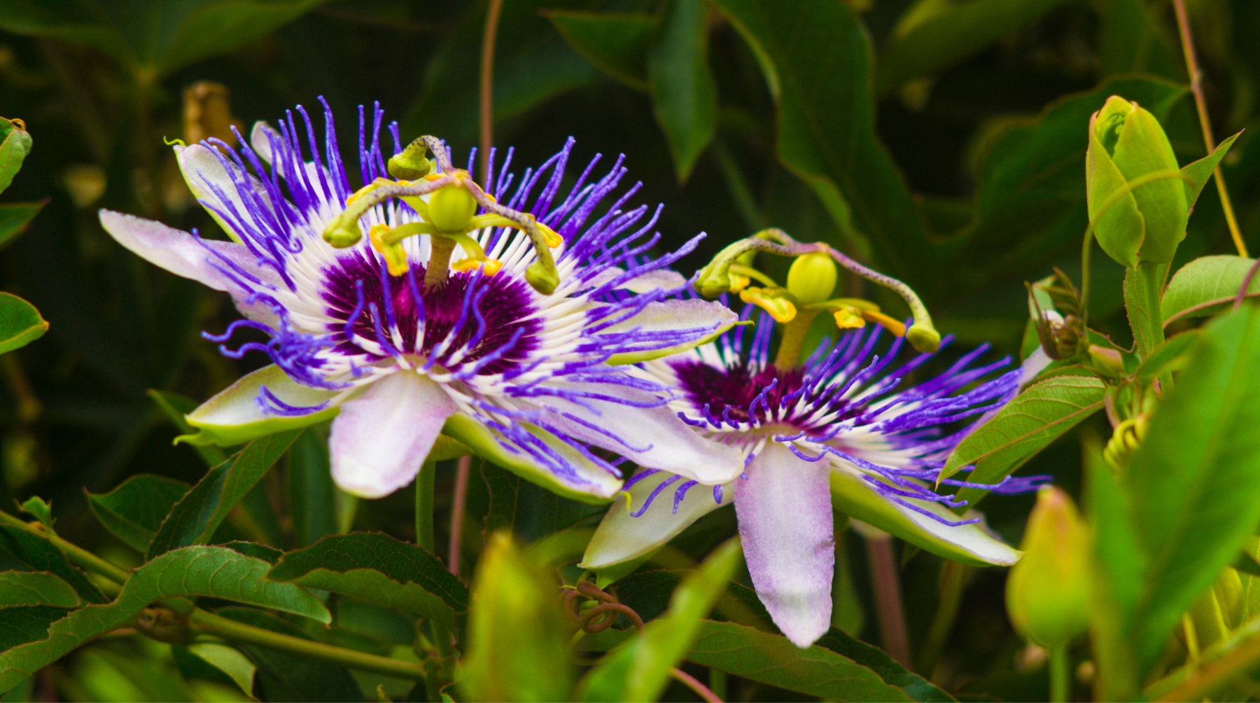 Exploring the Health Benefits of Passionflower