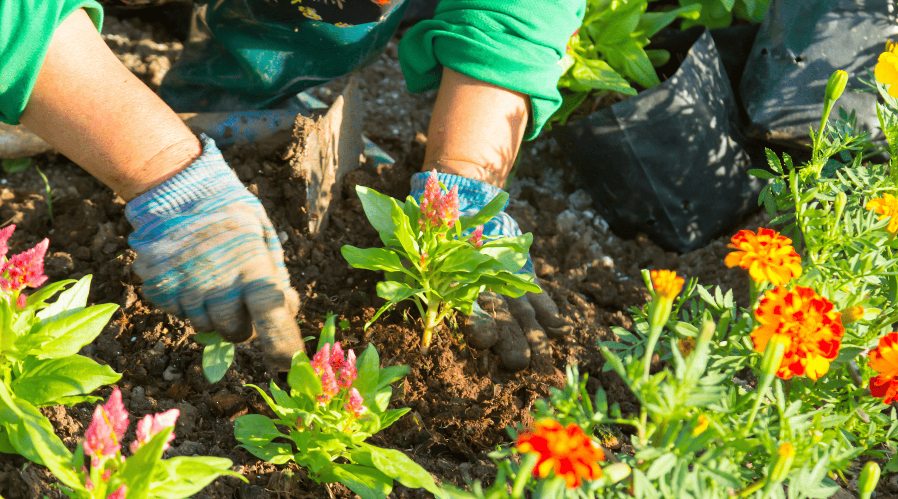 Gardening Safely: Products Linked to Legionnaires’ Disease and How to Reduce Risk