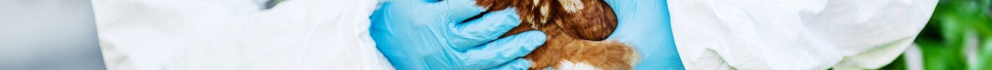 H5N1 Bird Flu & Your Travel Plans: What You Need to Know