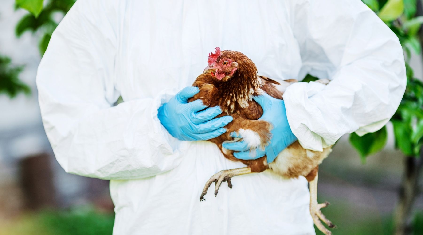 H5N1 Bird Flu & Your Travel Plans: What You Need to Know