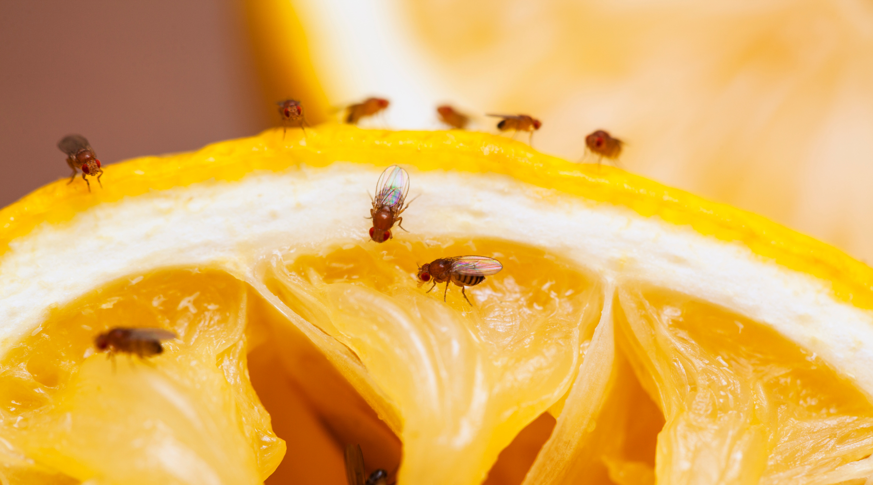 How to Get Rid of Fruit Flies Naturally: Easy Solutions That Really Work