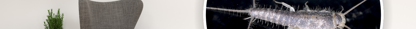 How to Get Rid of Silverfish: A Complete Guide for a Pest-Free Home