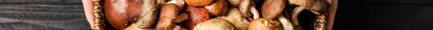 Let’s Unveil the Benefits of Medicinal Mushrooms