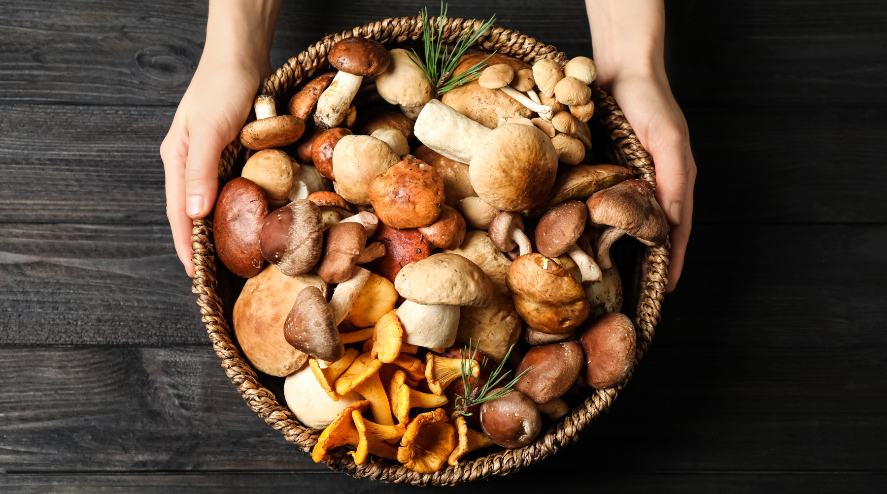 Let’s Unveil the Benefits of Medicinal Mushrooms
