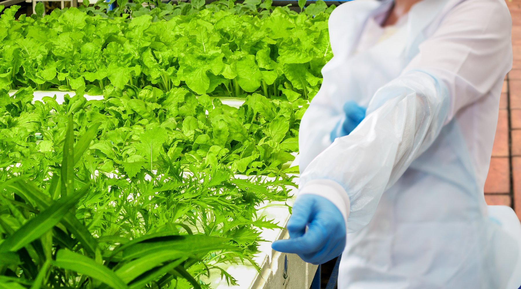 Melioidosis Prevention Kit: 10 Essential Products to Keep on Hand