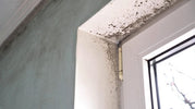 How to Test for Mould at Home