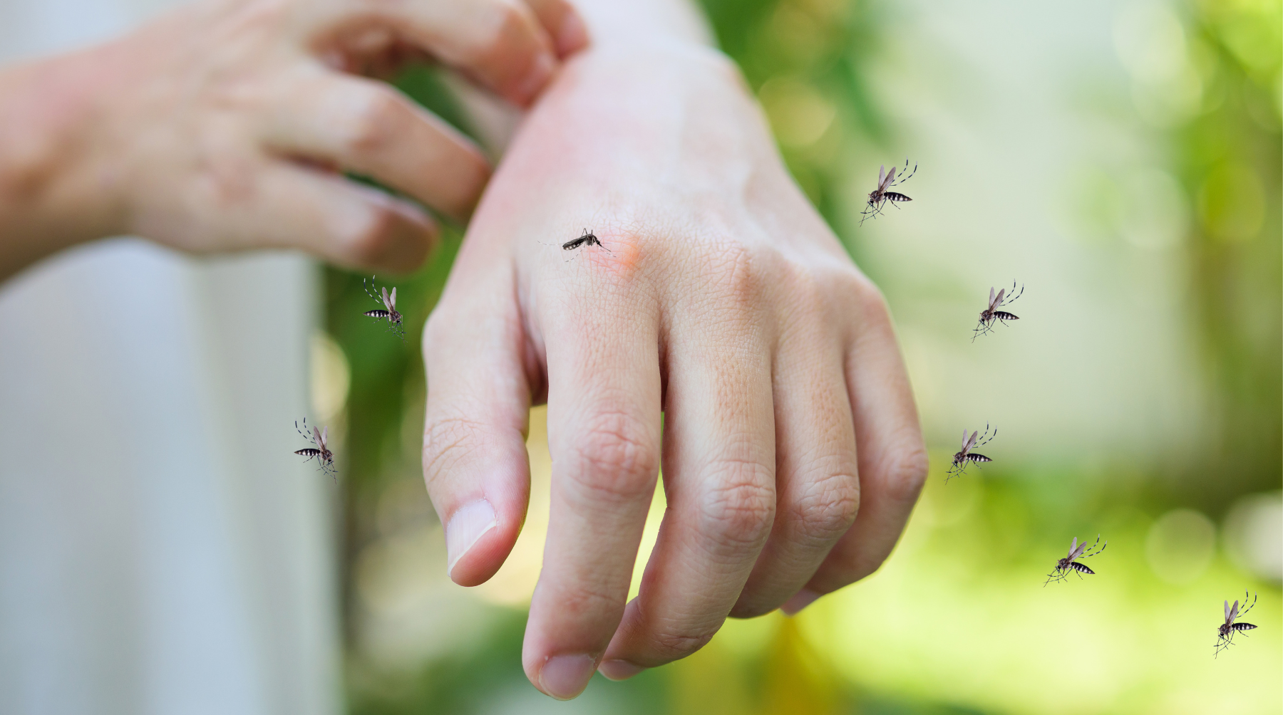 The Natural Way: How to Keep Mosquitoes Away without Chemicals