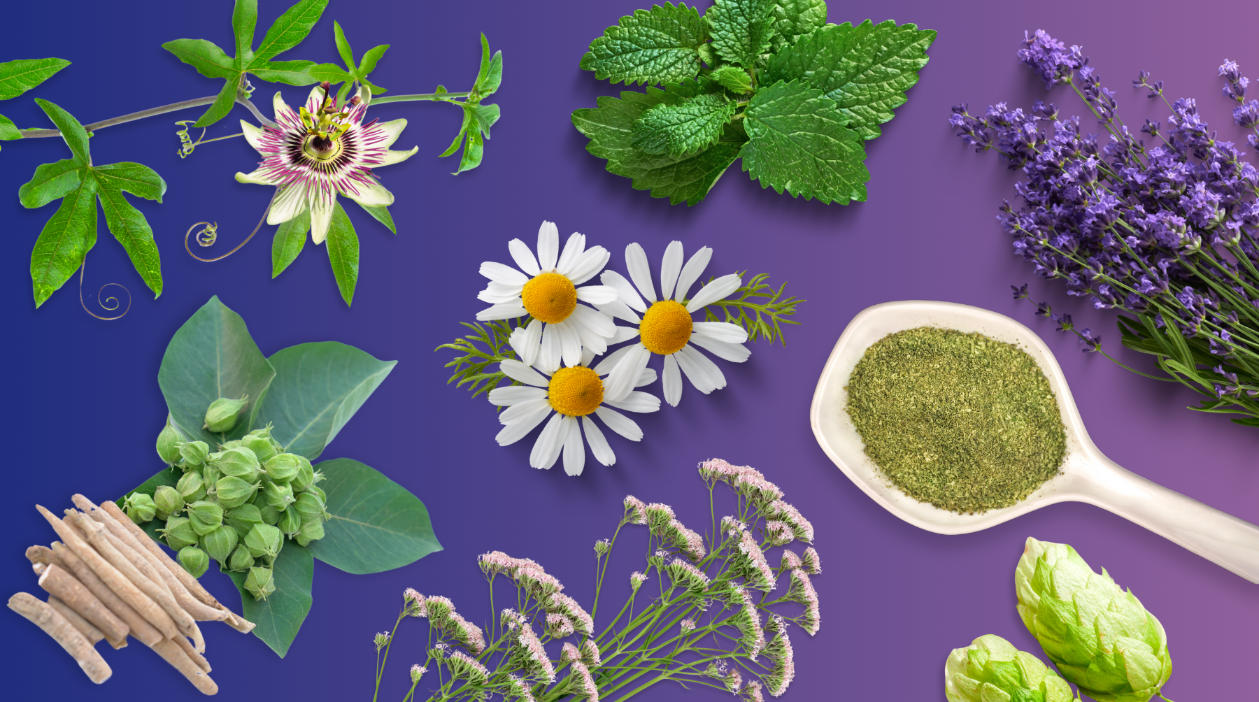 Top 10 Herbs That Will Help You Sleep Better