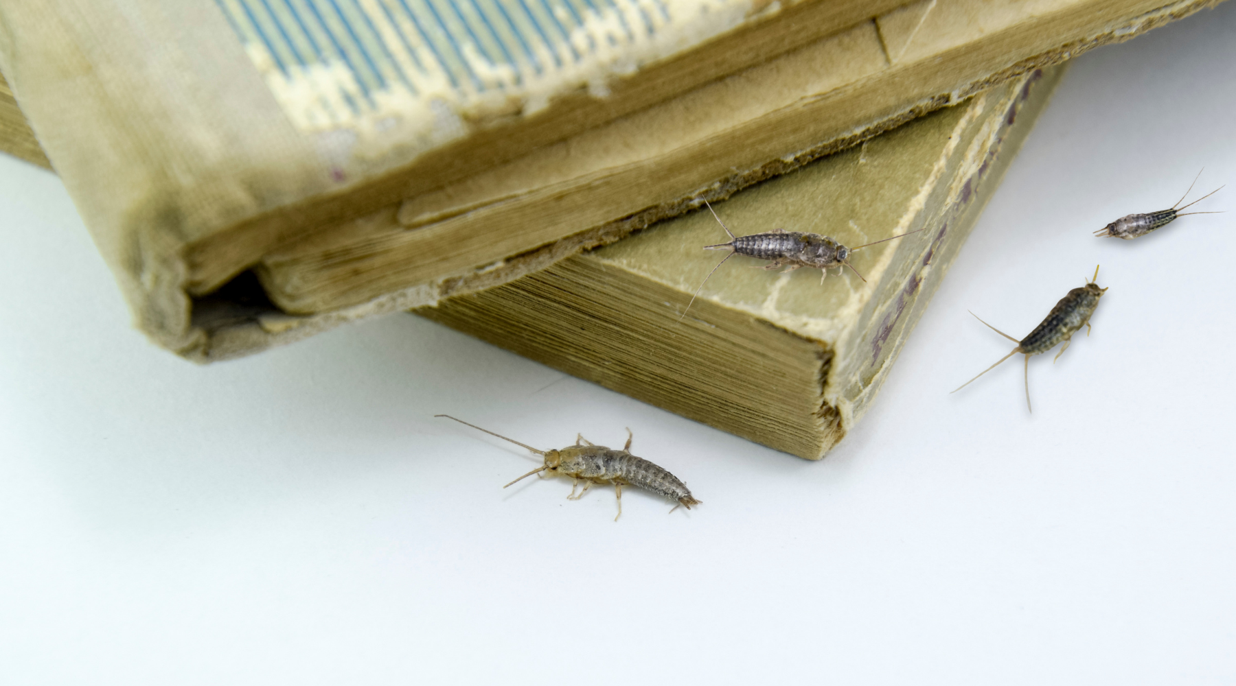 What Attracts Silverfish to Your Home — And How to Get Rid of Them Naturally