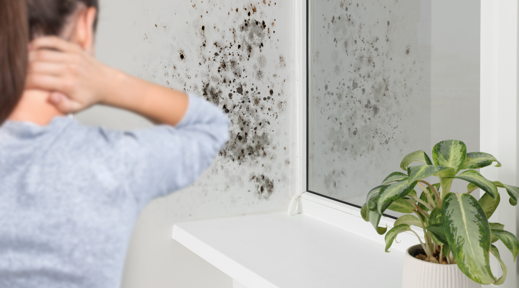 Is That Mould Dangerous? How to Identify Common Types at Home