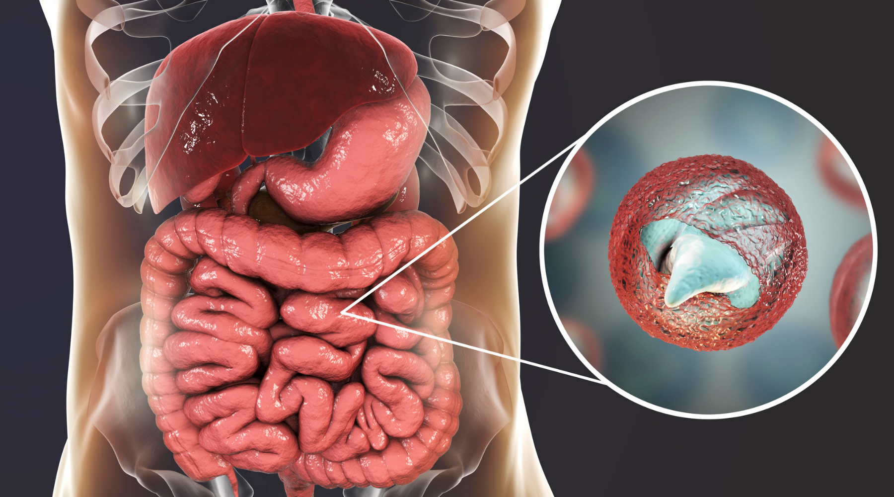 Why Aussies Are Getting Sick After Holidays & Pool Days – The Cryptosporidium Link