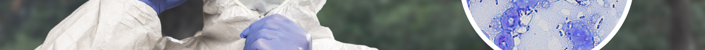 Protect Yourself from Melioidosis: How to Wear PPE the Right Way