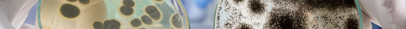 Winter vs. Summer Mould: What’s the Differenc