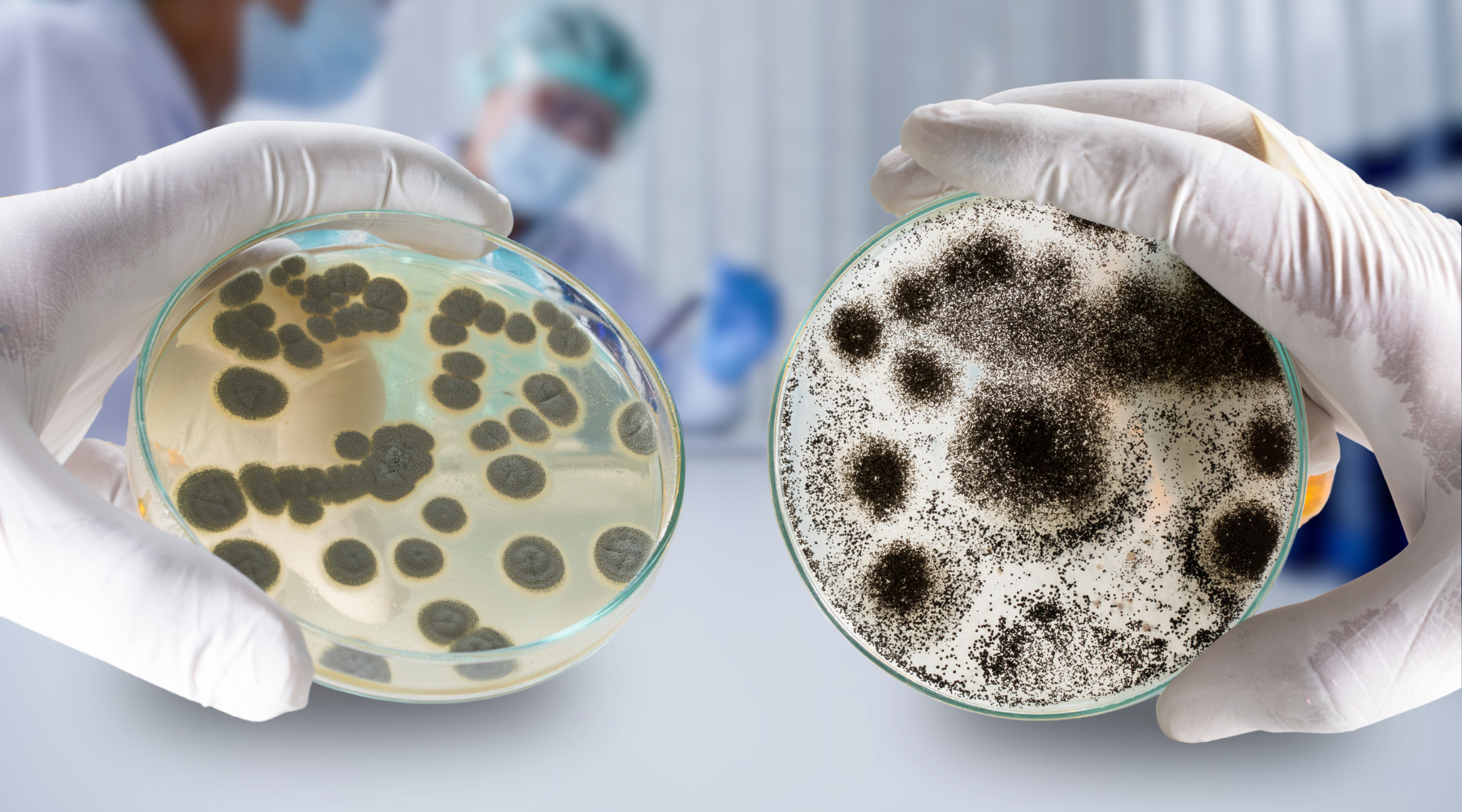 Winter vs. Summer Mould: What’s the Differenc