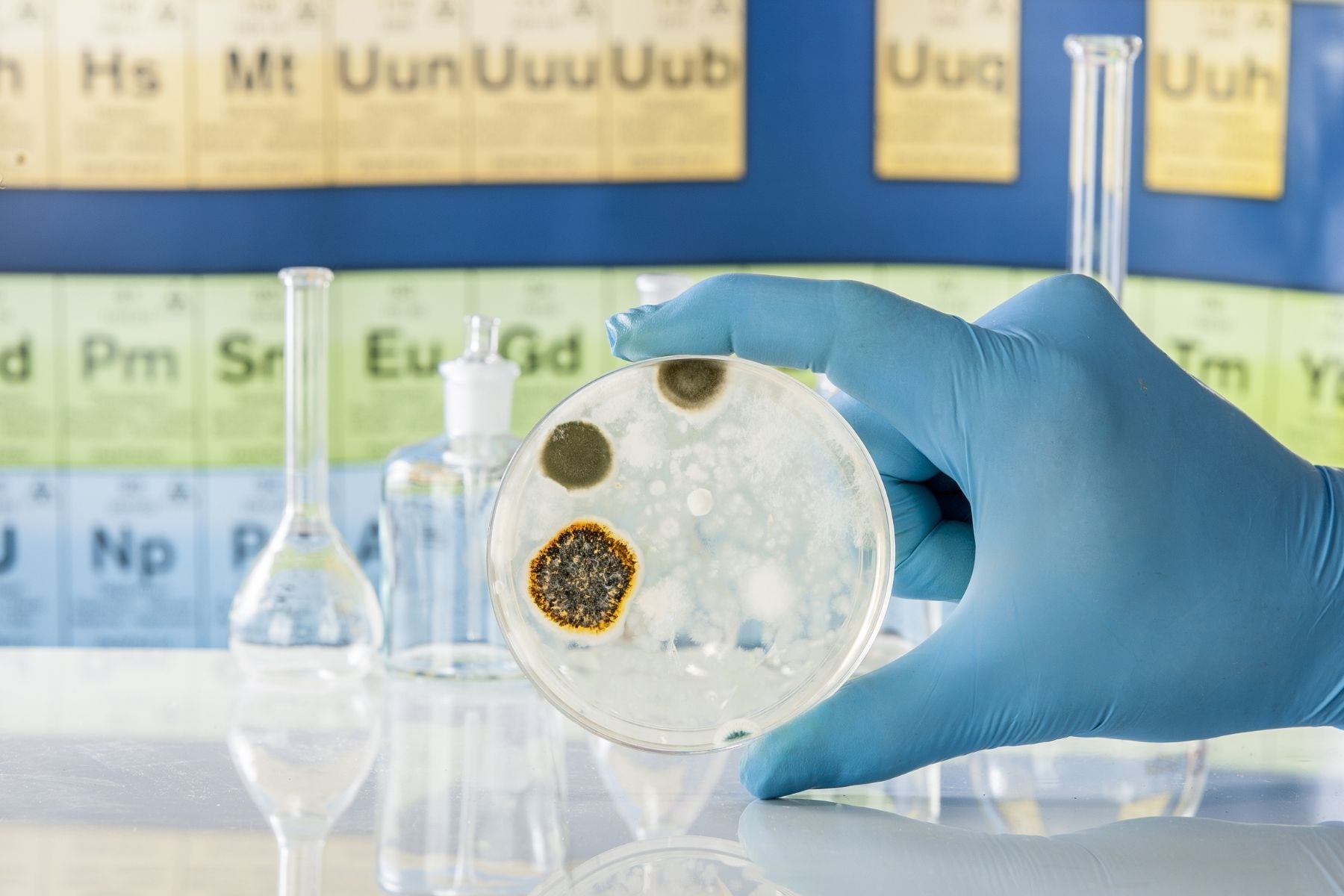 Debunking Mould Myths: Why Vinegar, Bleach and Other DIY Chemicals Fail to Tackle Mould at Its Roots