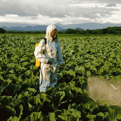 Worker in full PPE spraying crops in a large cabbage field with pesticide