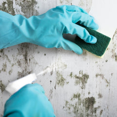 Collection image for: Mould Removal Liquid Cleaners