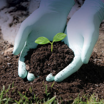 Biodegradable Gloves