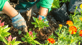 Person planting flowers in a garden with gloves on