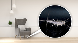 Silverfish under the furniture