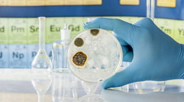 Testing for mould in a lab